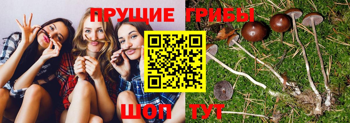 Псилоцибиновые грибы MAGIC MUSHROOMS  Псилоцибиновые грибы мицелий  Заволжье  Вход с VPN 